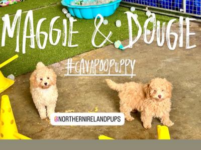 Cavapoo puppies in Fermanagh. No 1 Therapy Dog