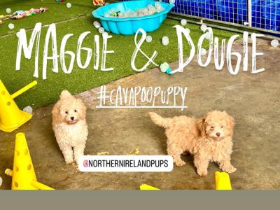 Cavapoo puppies in Fermanagh. No 1 Therapy Dog