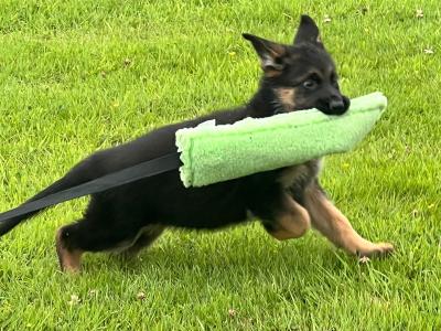 Quality Short Coat German Shepherd pups in Waterford