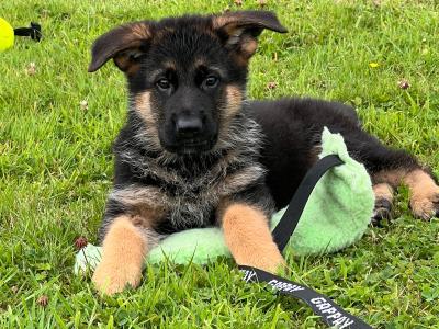 Quality Short Coat German Shepherd pups in Waterford