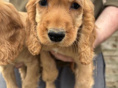 Golden Cocker Spaniel puppies in Leitrim