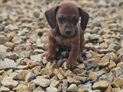 Miniature Dachshund puppies for sale in Galway