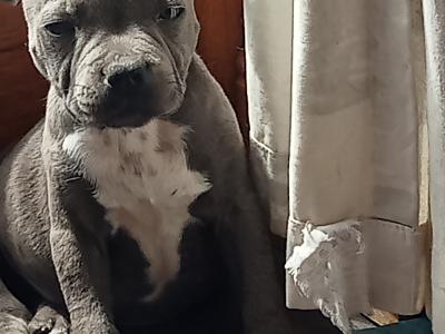 Last  🐾  Blue staffies 🐾 available
