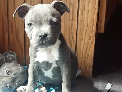 Last few 🐾 IKC Registered(pending) Blue Staffordshire Bull Terrier puppies 🐾 in Offaly