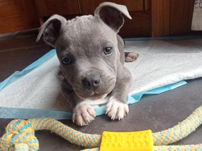 Last few 🐾Blue Staffordshire Bull Terrier pups🐾