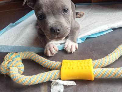 Last few 🐾Blue Staffordshire Bull Terrier pups🐾
