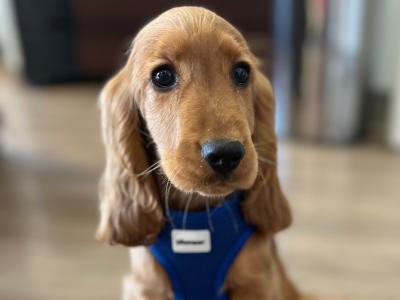 Male Golden Cocker Spaniel puppy in Galway