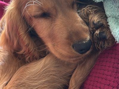 Male Golden Cocker Spaniel puppy in Galway