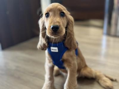 Male Golden Cocker Spaniel puppy in Galway