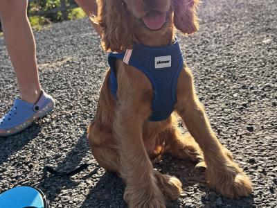 Male Golden Cocker Spaniel puppy in Galway