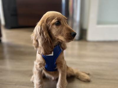 Male Golden Cocker Spaniel puppy in Galway