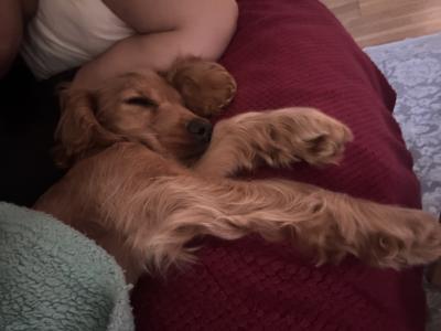 Male Golden Cocker Spaniel puppy in Galway
