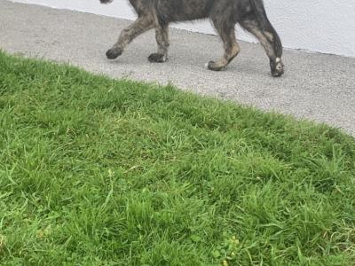 IKC Reg (PENDING) Irish Wolfhound pups