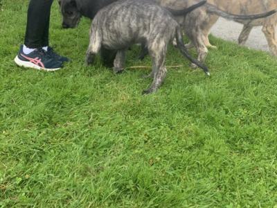 IKC Reg (PENDING) Irish Wolfhound pups