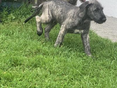 IKC Reg (PENDING) Irish Wolfhound pups