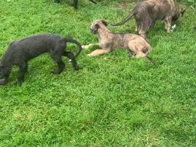 IKC Reg (PENDING) Irish Wolfhound pups