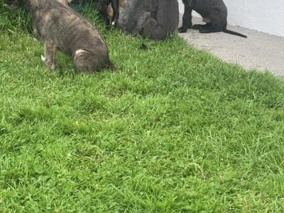 IKC Reg (PENDING) Irish Wolfhound pups