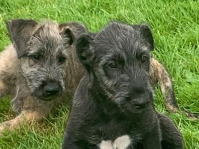 IKC Registered Irish Wolfhound puppies in Galway