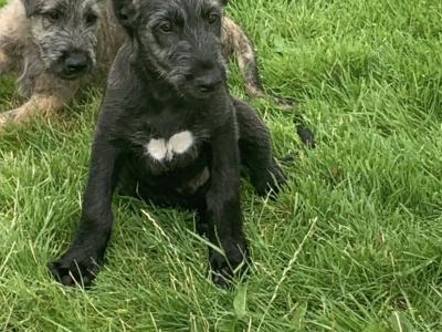 IKC Reg (PENDING) Irish Wolfhound pups