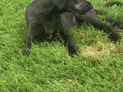 IKC Reg (PENDING) Irish Wolfhound pups