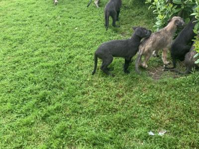 IKC Reg (PENDING) Irish Wolfhound pups