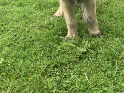IKC Reg (PENDING) Irish Wolfhound pups