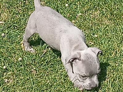 Top pedigree 🐾 Blue Staffordshire Bull Terrier puppies 🐾 in Offaly