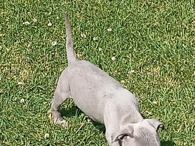 Top pedigree 🐾 Blue staffie pups 🐾