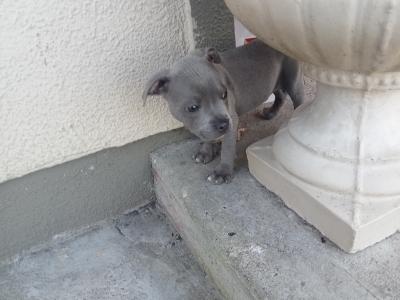 Top pedigree 🐾 Blue staffie pups 🐾
