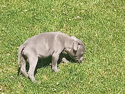 Top pedigree 🐾 Blue staffie pups 🐾