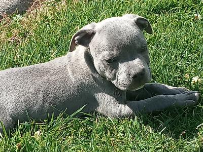 Top pedigree🔵 blue puppys🔵