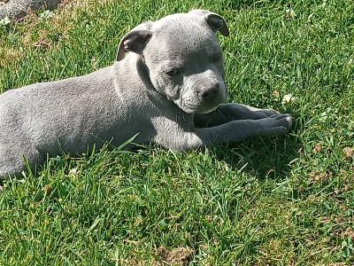 Top pedigree 🐾 Blue staffie pups 🐾