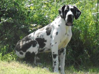 Male Great Dane