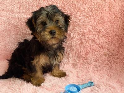 Beautiful Purebred Yorkshire Terrier puppies in Meath✨