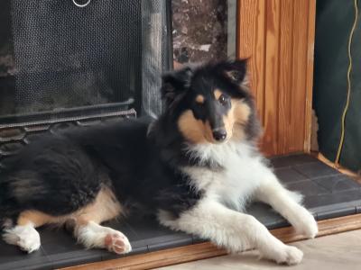 IKC Registered Rough Collie puppies in Dublin - Price On Application