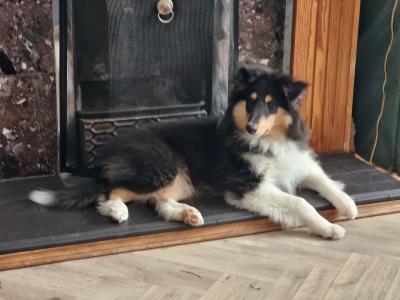 IKC Registered Rough Collie puppies in Dublin - Price On Application