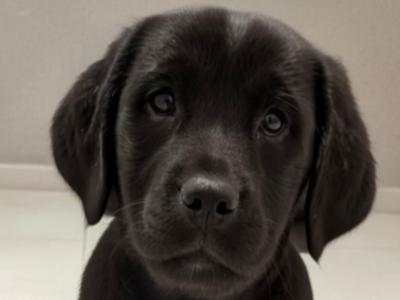 Purebred Labrador puppies in Tipperary