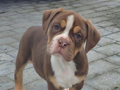 Chocolate tri female!!! Old English Bulldog puppy in Limerick
