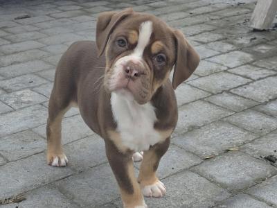 Only two girls left!!!Old English Bulldog puppies in Limerick