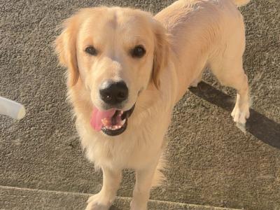 Brody the Golden Retriever