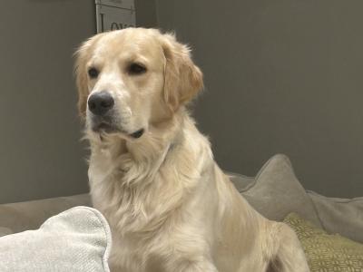 Brody the Golden Retriever