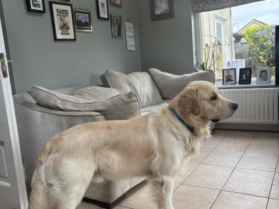 Brody the Golden Retriever