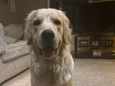 Brody the Golden Retriever