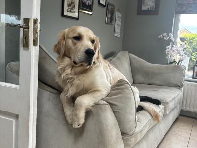 Brody the Golden Retriever