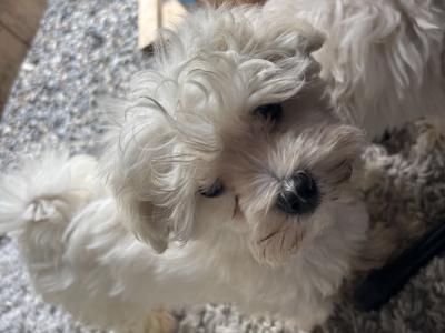 Maltese Puppy’s