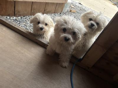 Maltese Puppy’s