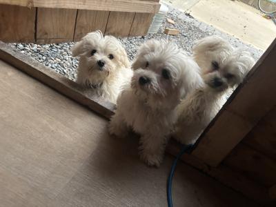 Maltese Puppy’s