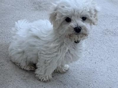 Maltese Puppy’s