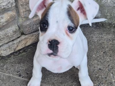 Beautiful Boxer Puppies in Tipperary