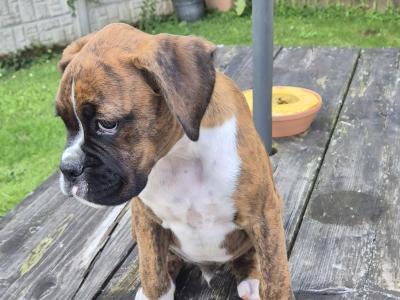 Beautiful Boxer Puppies in Tipperary